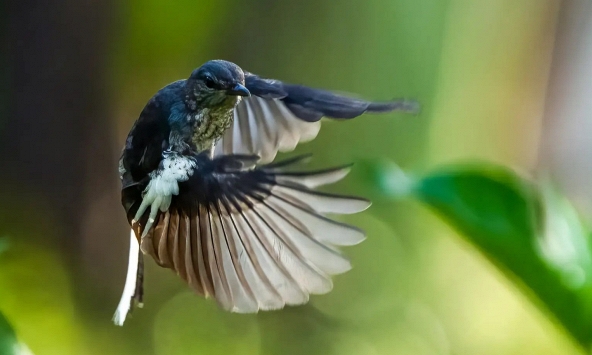 Địa điểm ngắm chim ở Việt Nam lọt top đẹp nhất thế giới 
