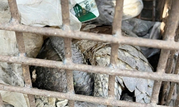 Phát hiện 2 cá thể động vật quý hiếm, có nguy cơ tuyệt chủng nằm trên lề đường ở Quảng Trị