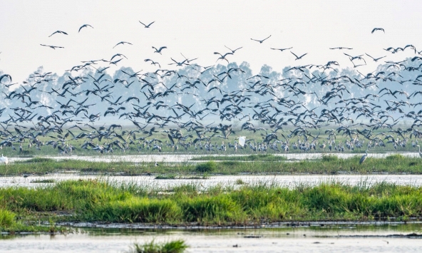 Hiện tượng lạ: Hàng ngàn chim hoang dã ùn ùn kéo về, che kín bầu trời Vườn Quốc gia sau 20 năm  