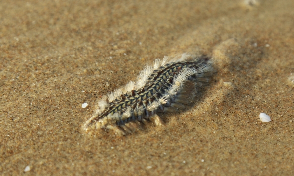 Đi biển Vũng Tàu mùa này, du khách lưu ý!