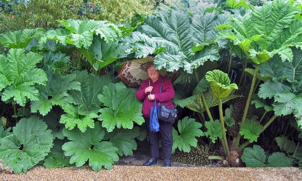 Điều gì ở vùng đất giữa nước Nga khiến cây cối bỗng hóa 'khổng lồ'? Khoa học đang lần ra đáp án