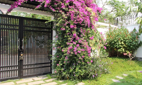 Lời khuyên đến những gia đình đang trồng hoa giấy