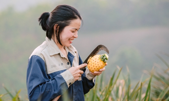 Mùa Dứa Bạch Đằng