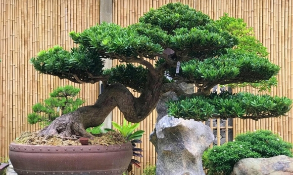 Lời khuyên đến những gia đình đang trồng cây bonsai
