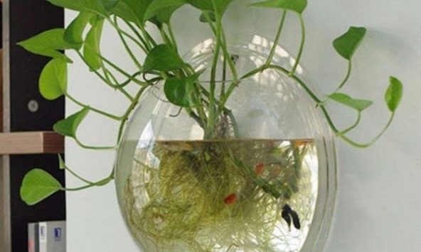 Lời khuyên đến những gia đình đang trồng trầu bà