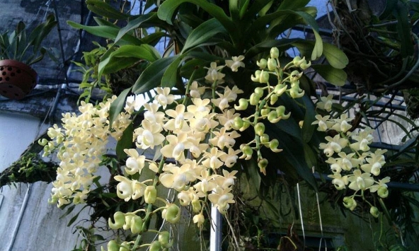 Cảnh báo đặc biệt tới những nhà đang trồng lan