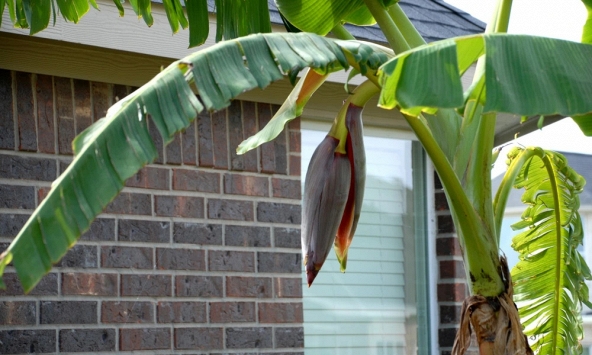 Lời khuyên đến các gia đình đang trồng cây chuối