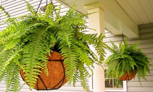 Lời khuyên đến những gia đình đang trồng cây dương xỉ