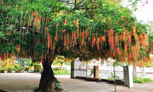 Lời khuyên đến những gia đình đang trồng cây lộc vừng