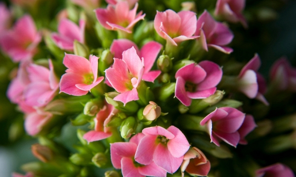 Lời khuyên cho người thích trồng cây sống đời