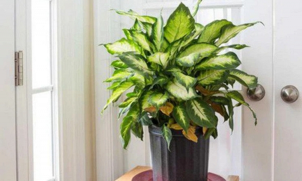 Lời khuyên đến các gia đình đang trồng vạn niên thanh