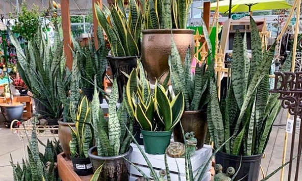 Lời khuyên đến những gia đình đang trồng cây lưỡi hổ