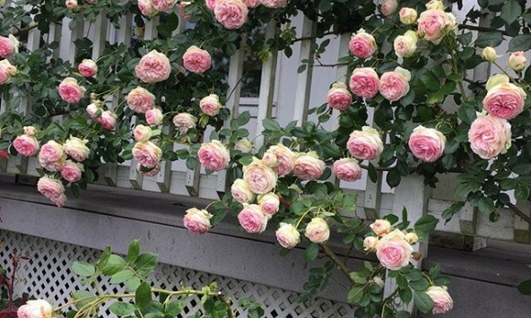 Lời khuyên đến những gia đình đang trồng hoa hồng