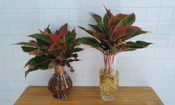 Lời khuyên tới các gia đình đang trồng cây phú quý