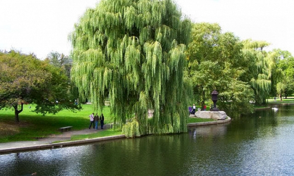 8 loại cây không nên trồng trước nhà, tránh rước xui xẻo, mất lộc