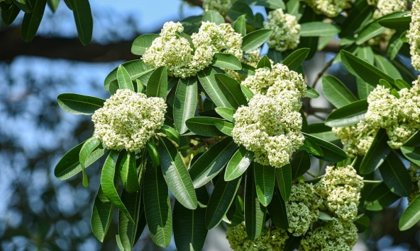 Lời khuyên đến những gia đình đang trồng cây hoa sữa