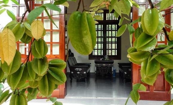 Lời khuyên đến những gia đình đang trồng cây khế