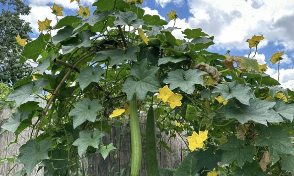 Lời khuyên đến những gia đình đang trồng cây mướp