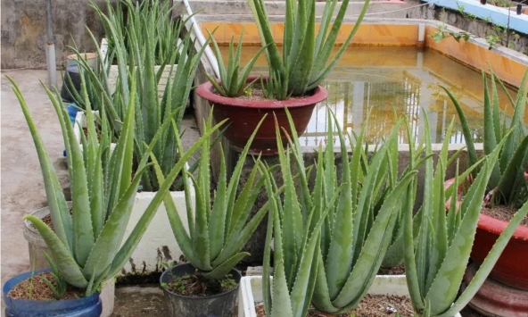 Lời khuyên đến những gia đình đang trồng cây nha đam