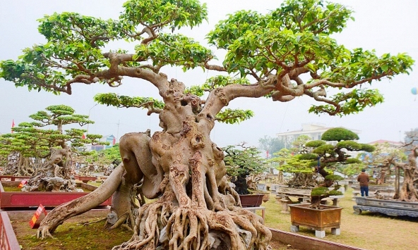 Lời khuyên đến những gia đình đang trồng cây sanh