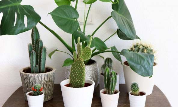 Lời khuyên đến những gia đình đang trồng cây xương rồng