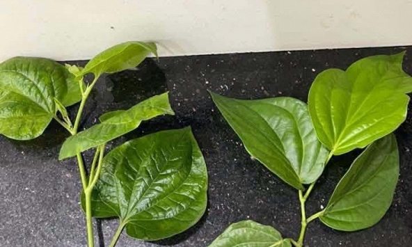 Loại lá gây 'lú diện rộng', 10 người thì 9 người chọn sai, cả cõi mạng thi nhau phân biệt