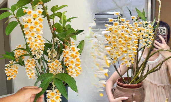 Loài lan đẹp như chùm đèn lồng treo hiên nhà: Chỉ cần nắm 5 nguyên tắc, hoa nở bền cả mùa, càng chơi càng mê