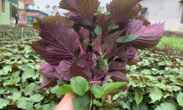 Lời khuyên đến những gia đình đang trồng cây tía tô