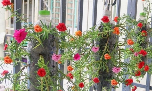 Lời khuyên đến những người đang trồng hoa mười giờ