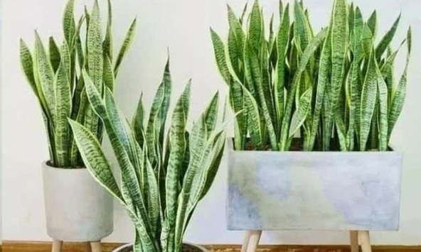 5 sai lầm khi trồng lưỡi hổ khiến cây mãi không “lên”