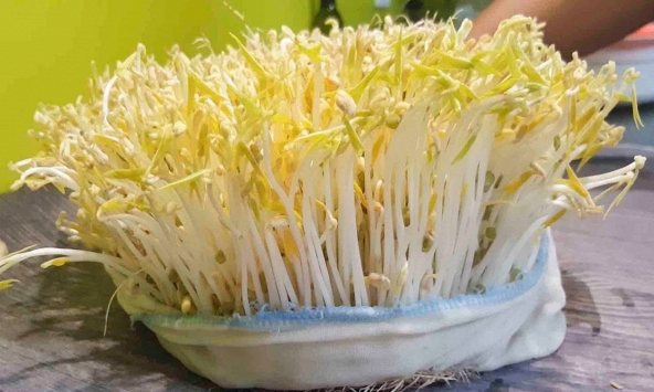 Lời khuyên đến những gia đình tự trồng giá đỗ