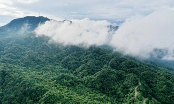 Việt Nam có 1 loài cực hiếm, chưa từng xuất hiện ở bất cứ đâu trên thế giới: Là cá nhưng lại có chân, sống ở độ cao 1.000-1.400m