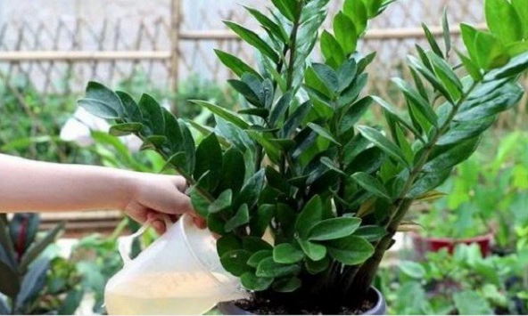 6 sai lầm khi trồng cây kim tiền khiến cây nhanh tàn, tài lộc khó tụ