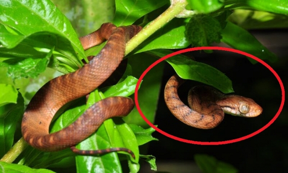 6 thứ 'gọi' rắn vào nhà