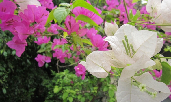 Lời khuyên chân thành đến những gia đình đang trồng cây hoa giấy