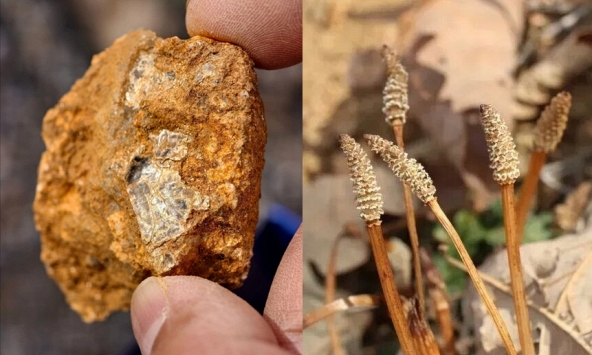 Cậu bé 8 tuổi chỉ tay vào bụi cỏ nói 'có mỏ vàng', ông bố không tin lấy AI ra tra cứu một hồi thì chết lặng!