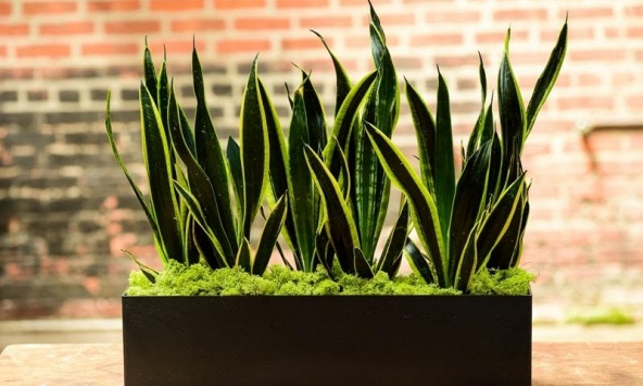 Lời khuyên chân thành đến những gia đình đang trồng cây lưỡi hổ