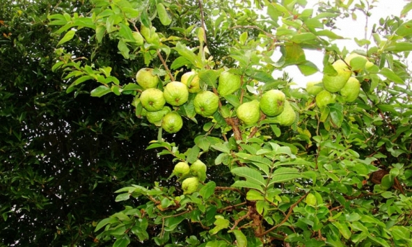 Lời khuyên dành cho những gia đình đang trồng cây ổi