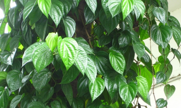 Lời khuyên đến những gia đình đang trồng cây trầu không