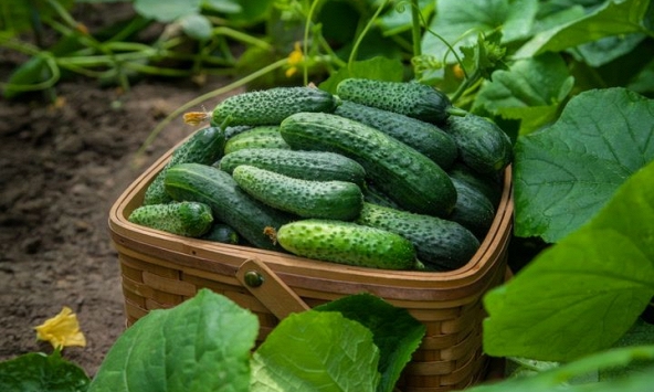 Muốn ăn no mà không lo tăng cân? 3 loại rau ít calo này đang được nhắc đến nhiều