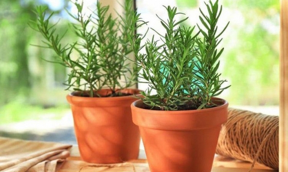 5 loại cây cảnh mà người trên 40 tuổi nên trồng để tăng cường sức khỏe, gia đình thêm thịnh vượng