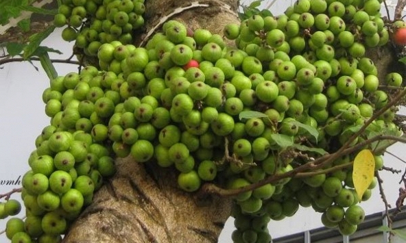 Lời khuyên đến những gia đình đang trồng cây sung