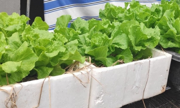 Lời khuyên tới các gia đình đang tự trồng xà lách