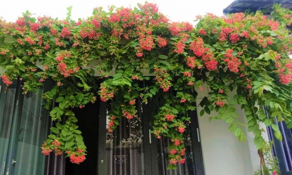 Lời khuyên dành cho những gia đình đang trồng sử quân tử