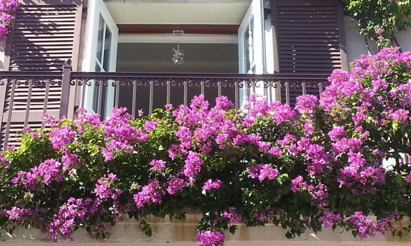 Lưu ý khi trồng cây hoa giấy