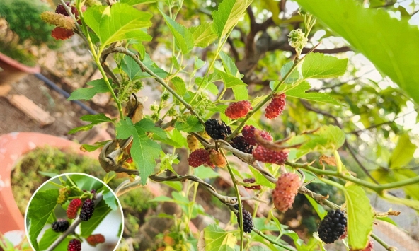 Lời khuyên dành cho những gia đình đang trồng cây dâu tằm