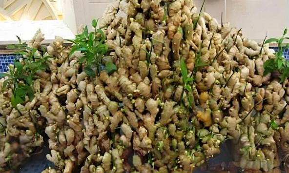 Lời khuyên đến những gia đình đang trồng gừng