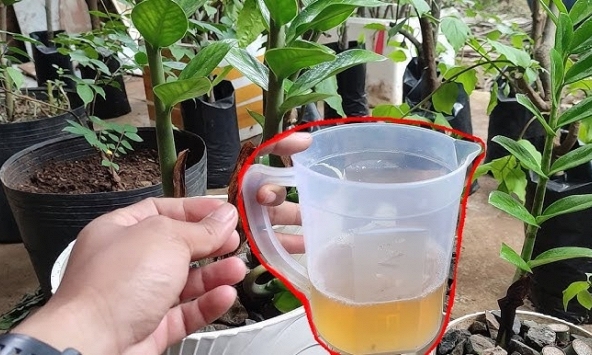 5 'nước uống' yêu thích nhất của cây kim tiền