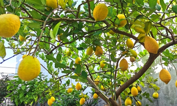 Lời khuyên đến những gia đình đang trồng cây chanh