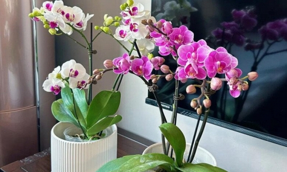 Lời khuyên dành cho những gia đình đang trồng lan hồ điệp